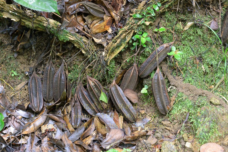 Aristolochia fangchi photo 2