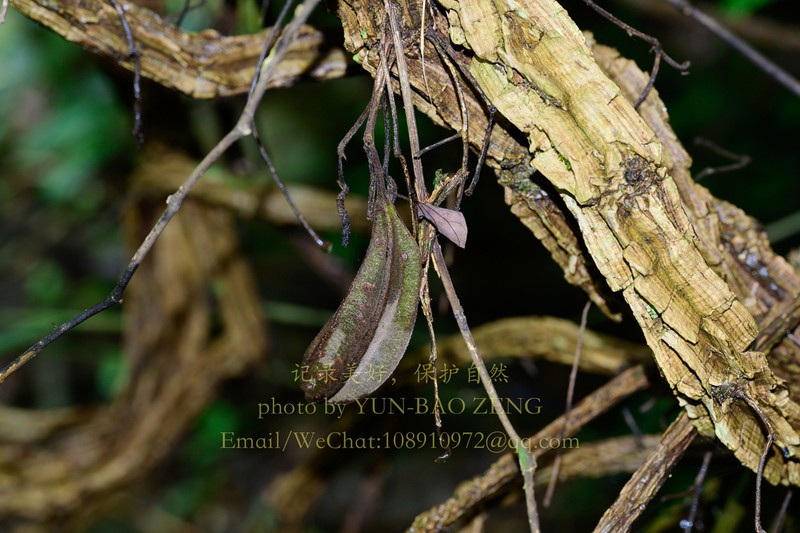Aristolochia fangchi photo 3