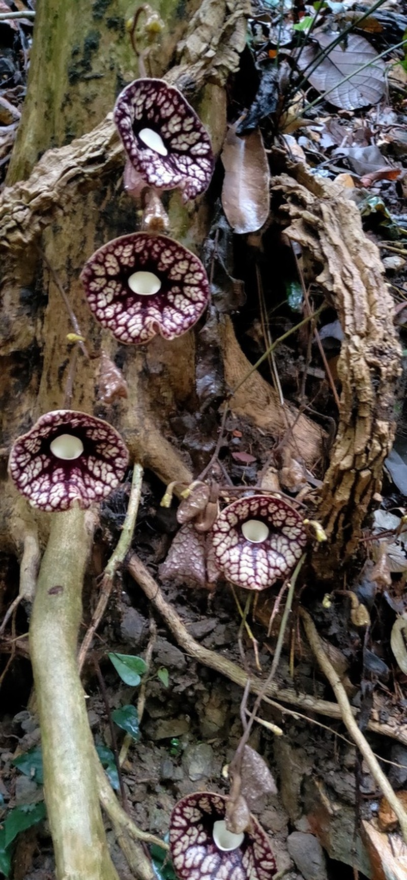 Aristolochia fangchi photo 4