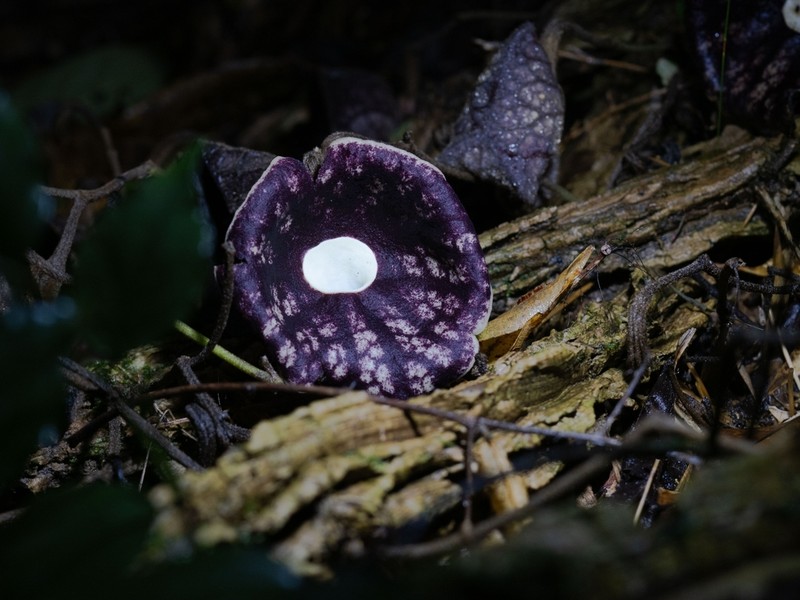 Aristolochia fangchi photo 5