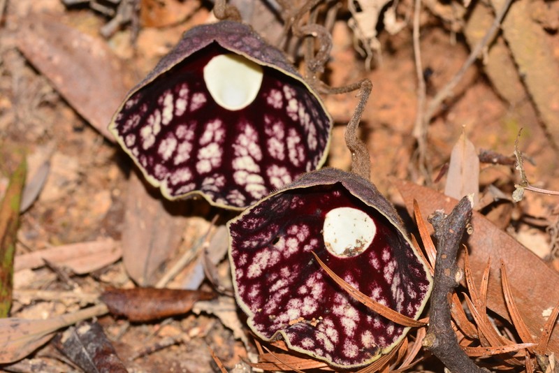 Aristolochia fangchi photo 6