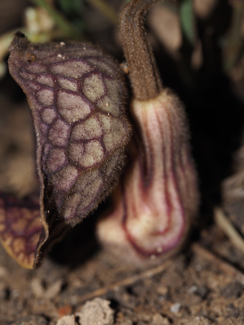 Aristolochia fangchi photo 7
