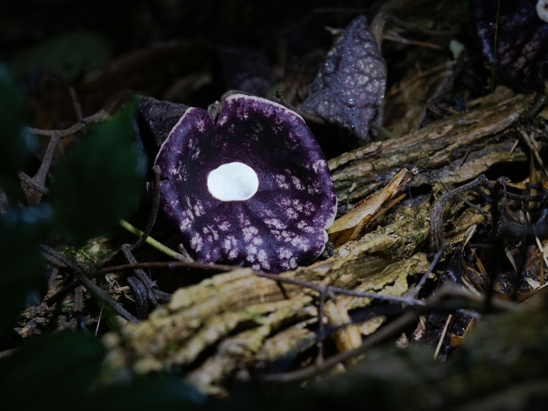 Aristolochia fangchi photo 8
