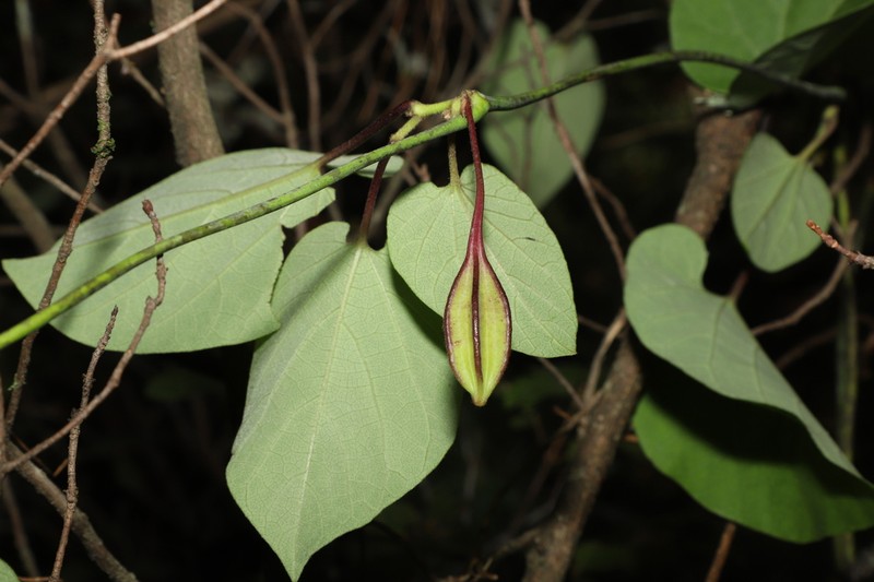 Aristolochia faucimaculata photo 3