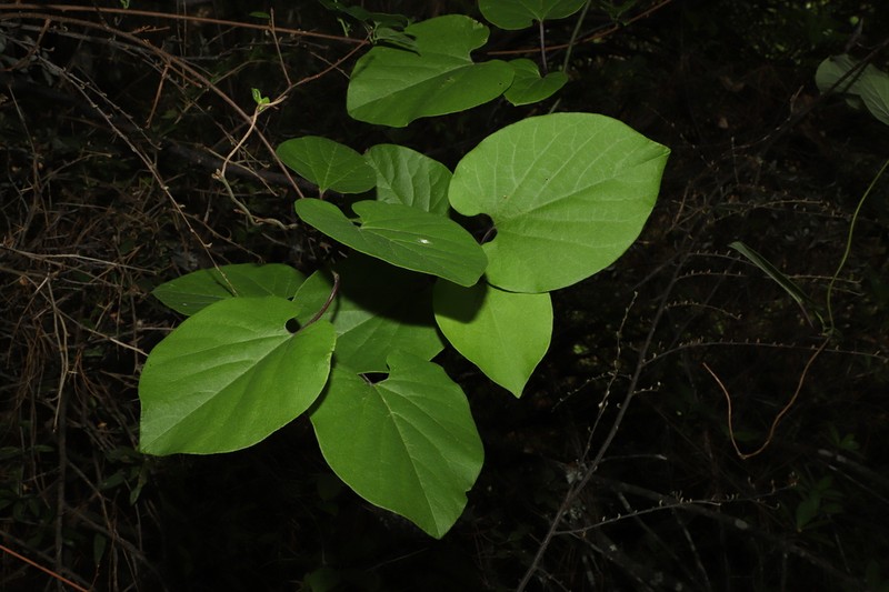 Aristolochia faucimaculata photo 4