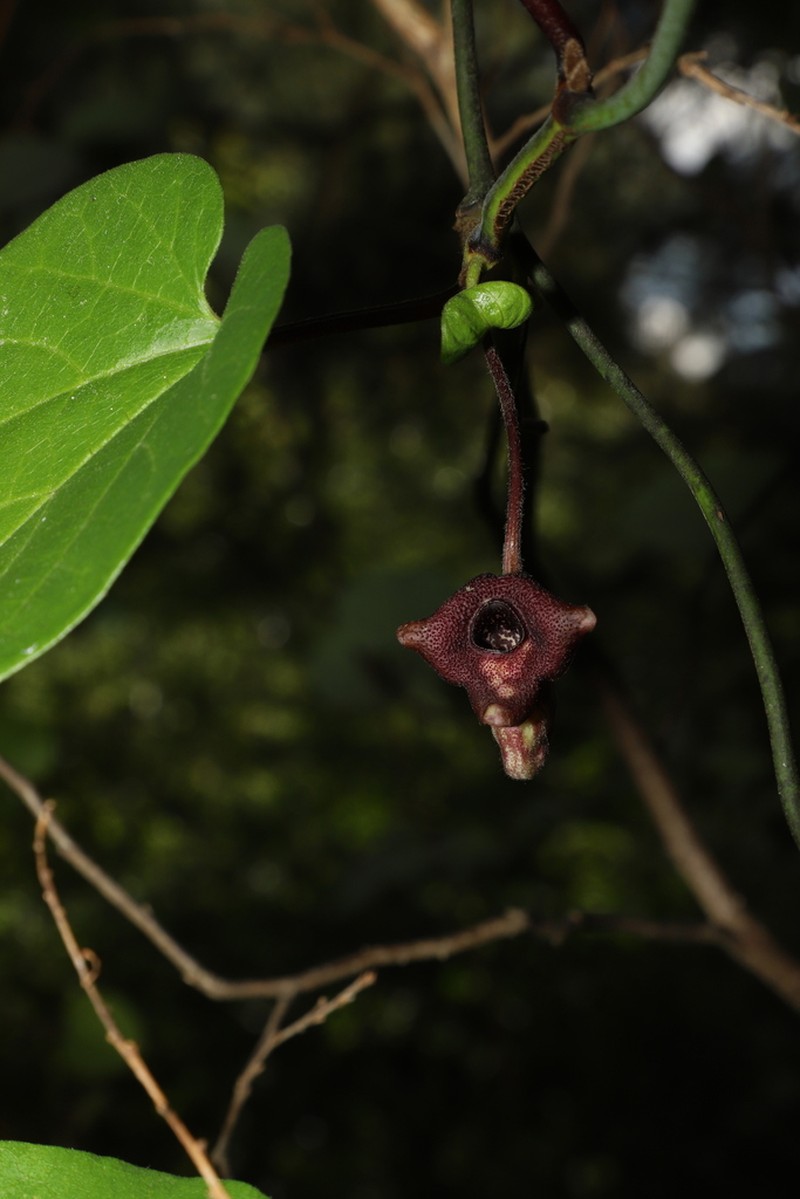 Aristolochia faucimaculata