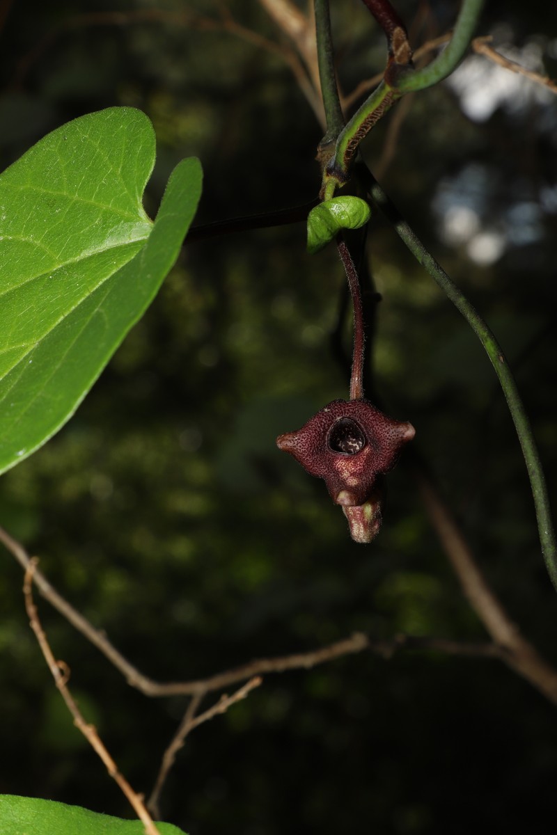 Aristolochia faucimaculata photo 2