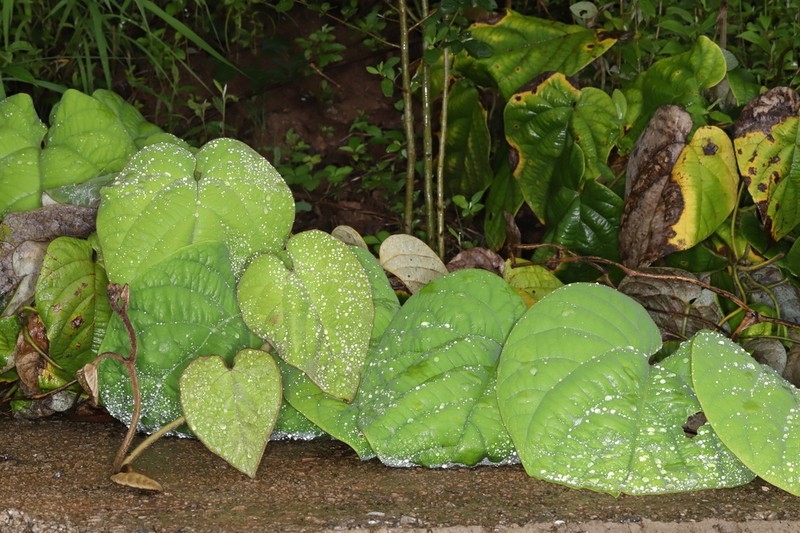 Aristolochia faviogonzalezii photo 5