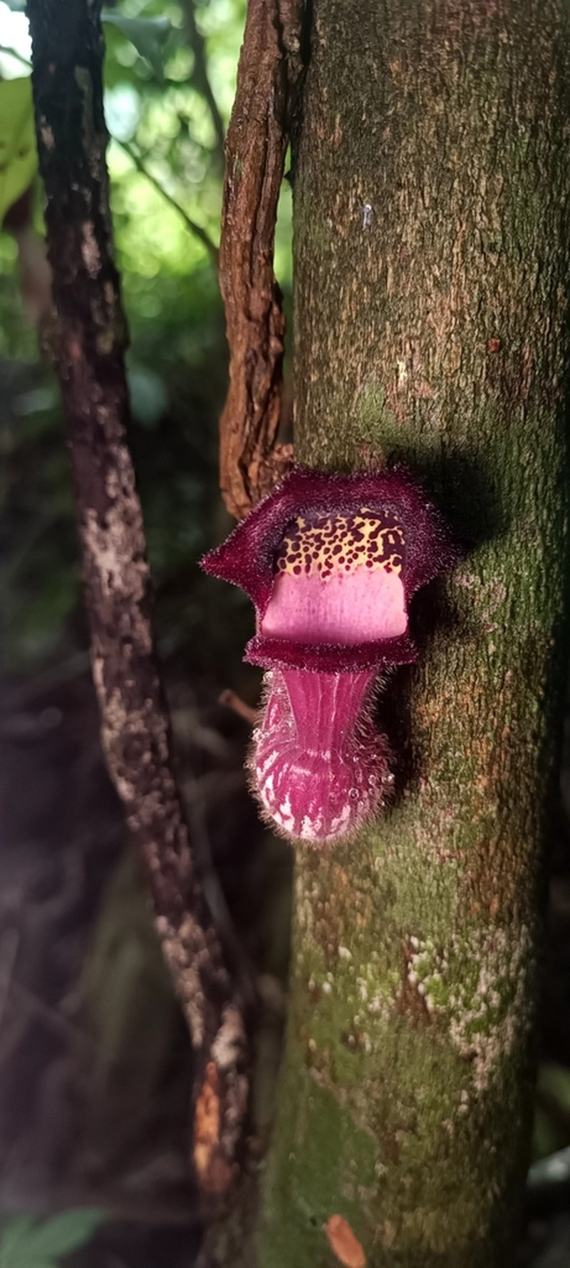 Aristolochia faviogonzalezii photo 2