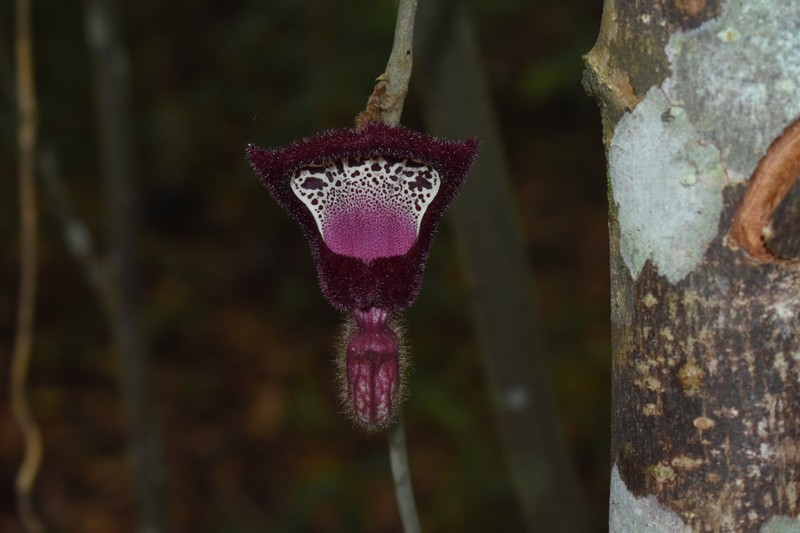 Aristolochia faviogonzalezii photo 4
