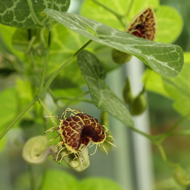 Aristolochia fimbriata