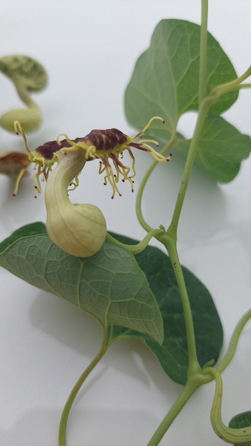 Aristolochia fimbriata photo 2