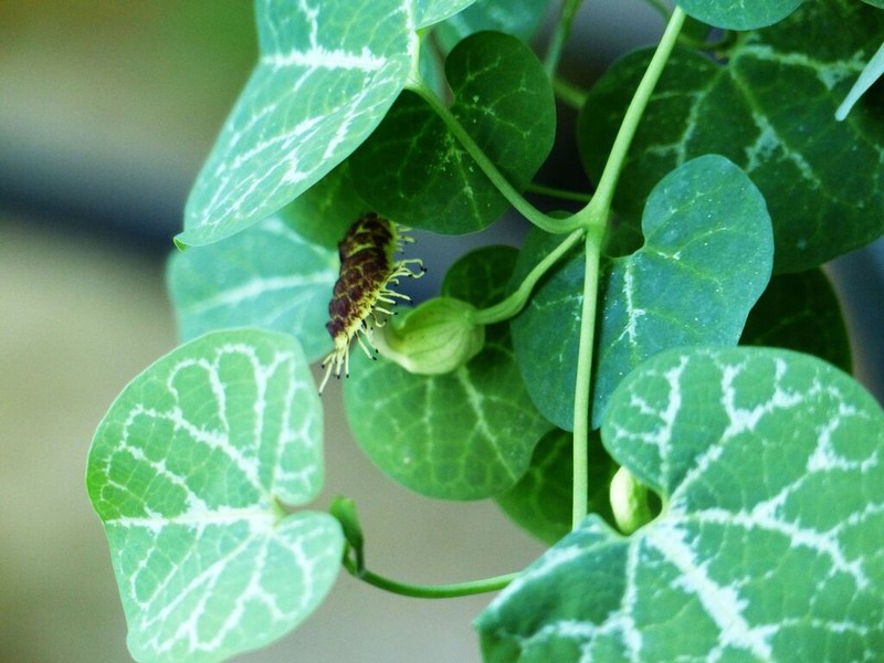 Aristolochia fimbriata photo 3