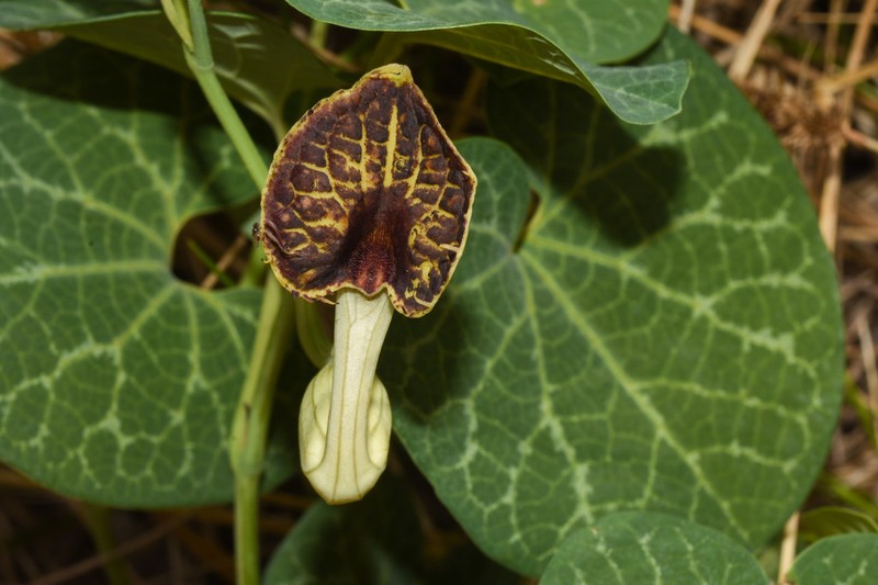 Aristolochia fimbriata photo 4