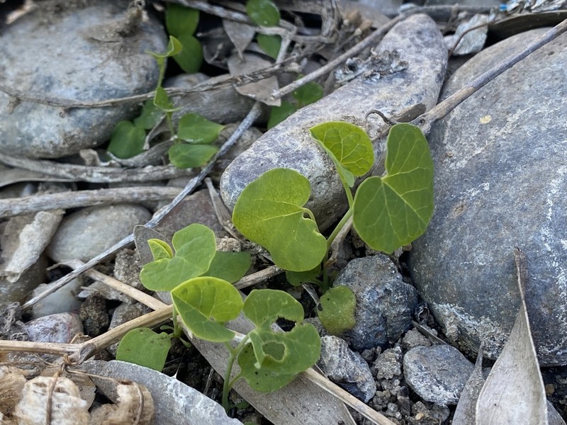 Aristolochia fimbriata photo 5