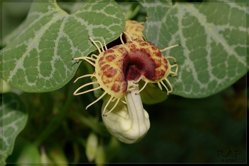 Aristolochia fimbriata photo 6