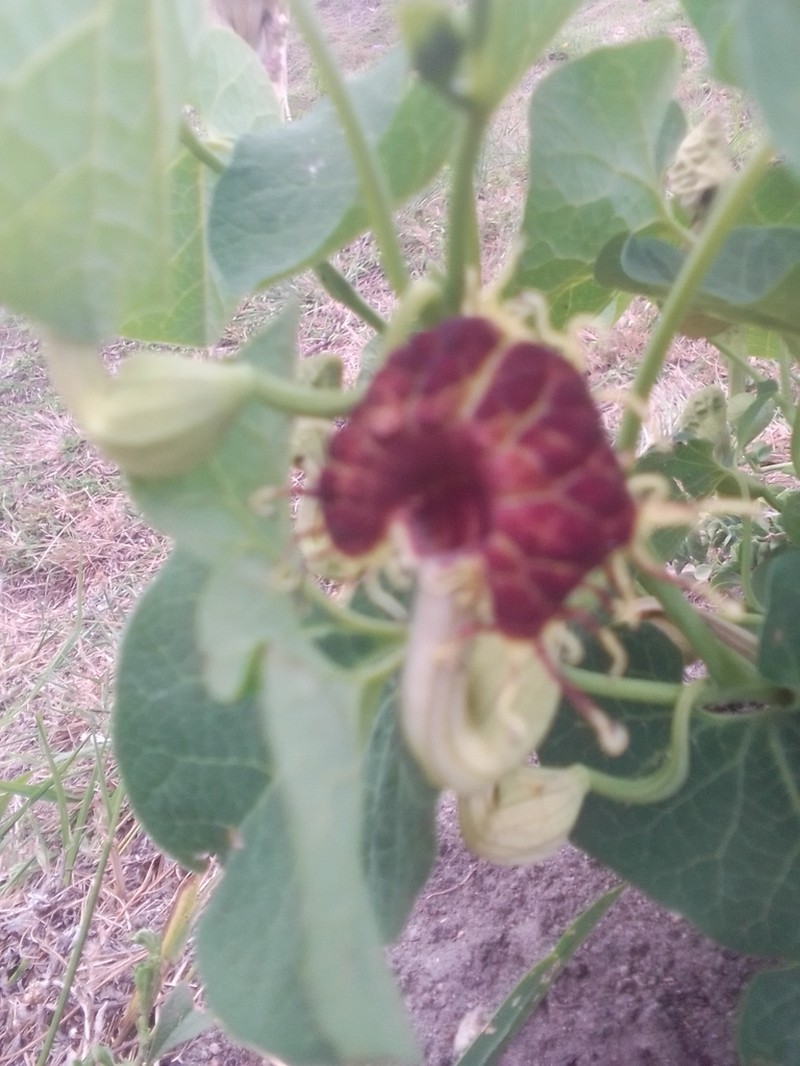 Aristolochia fimbriata photo 7
