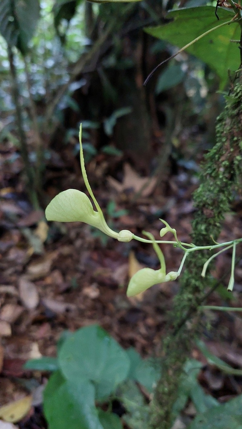 Aristolochia flava