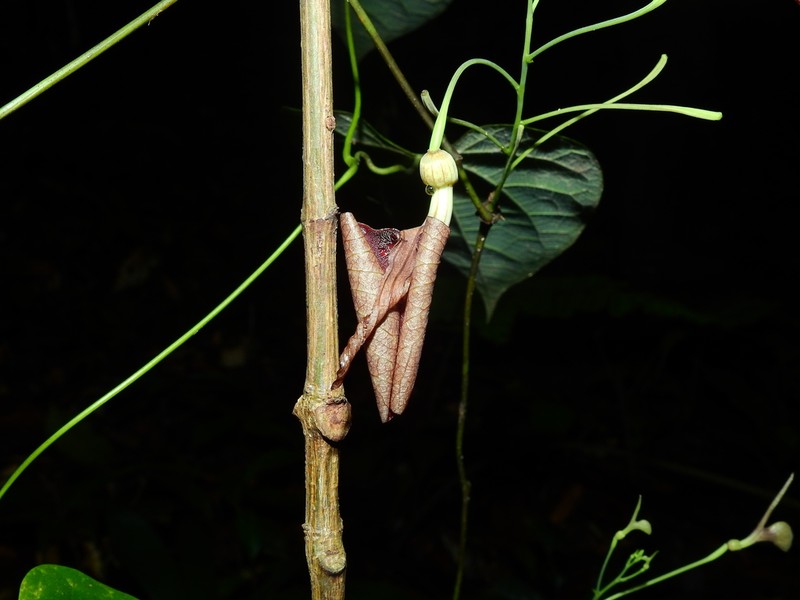 Aristolochia flava photo 2