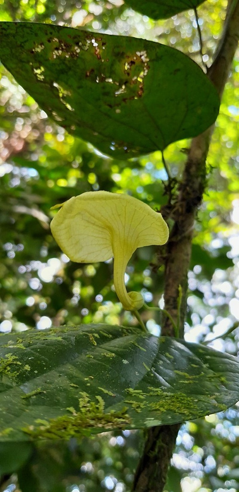Aristolochia flava photo 3
