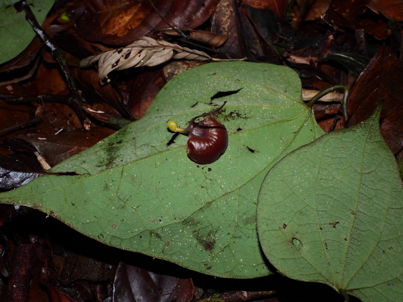 Aristolochia flava photo 4