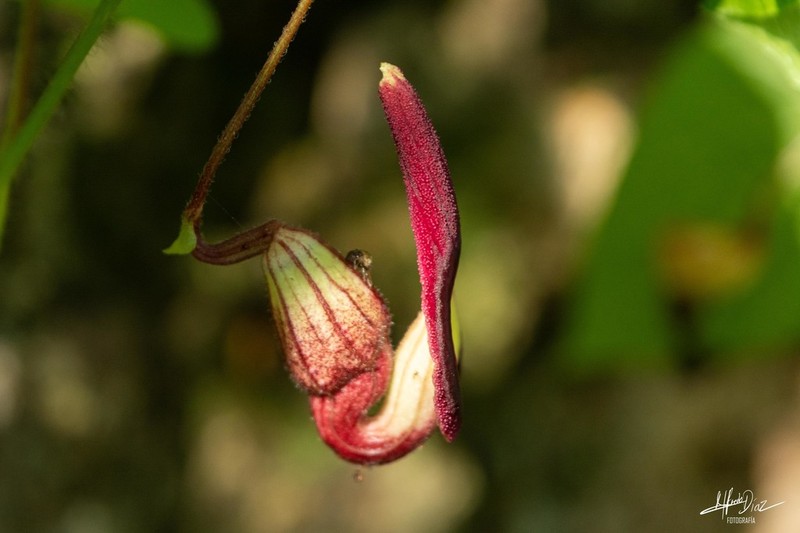 Aristolochia foetida