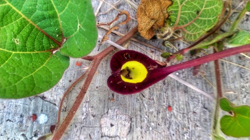 Aristolochia foetida photo 2
