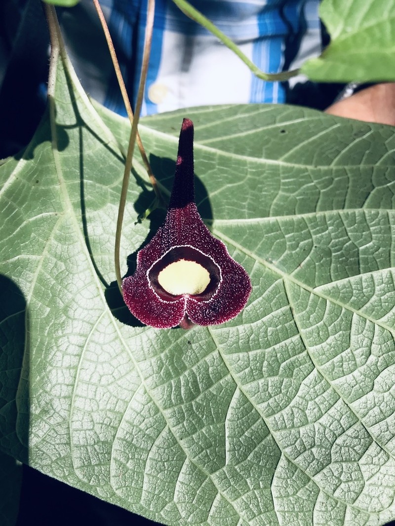 Aristolochia foetida photo 3