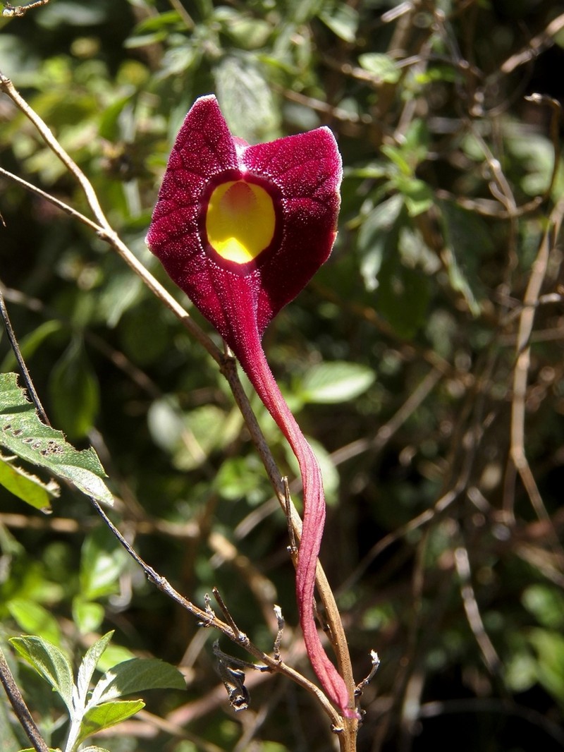 Aristolochia foetida photo 4