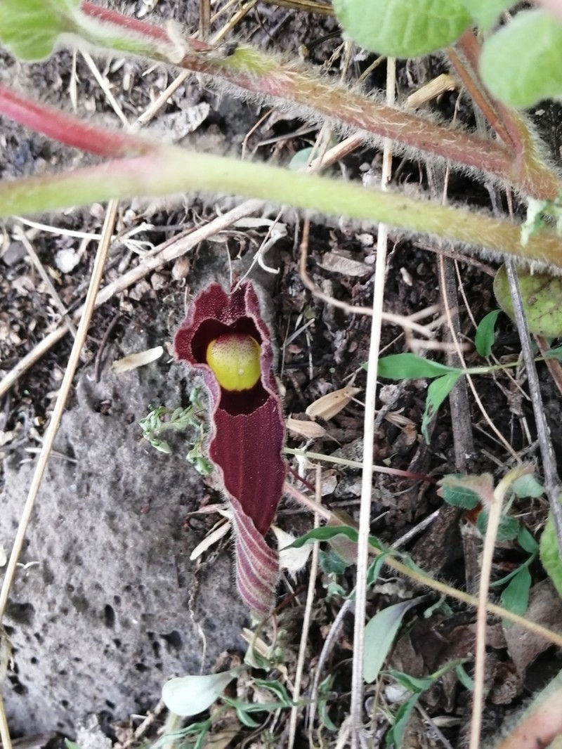 Aristolochia foetida photo 5