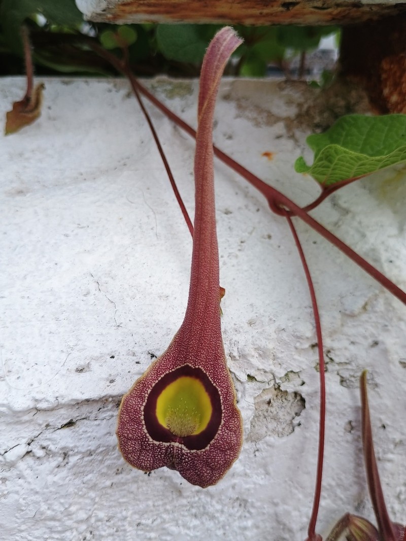 Aristolochia foetida photo 6