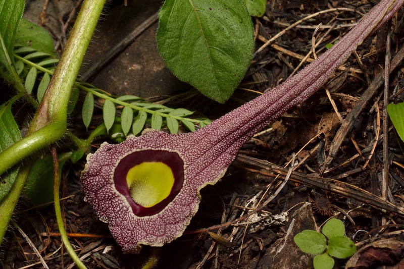 Aristolochia foetida photo 7