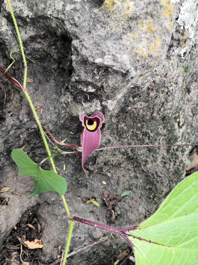 Aristolochia foetida photo 8
