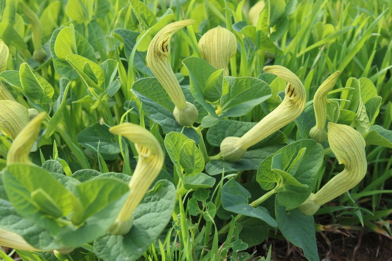 Aristolochia fontanesii