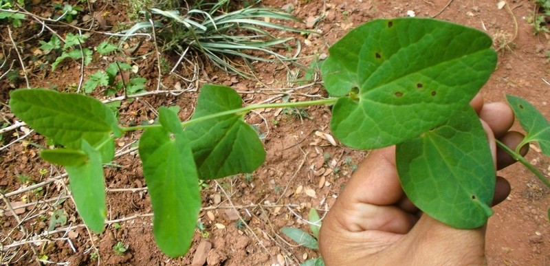 Aristolochia fontanesii photo 2