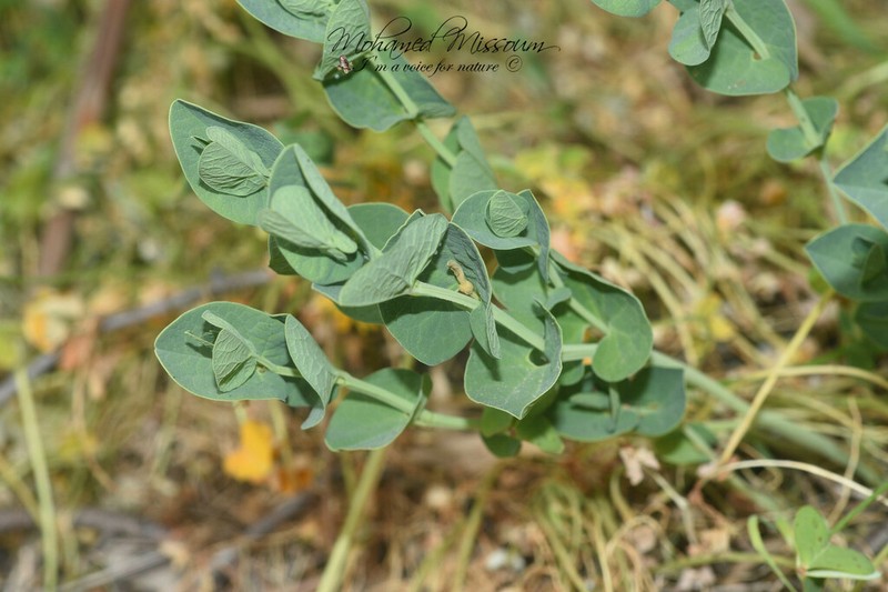 Aristolochia fontanesii photo 3