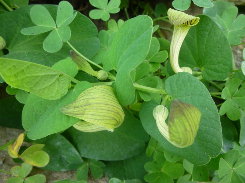 Aristolochia fontanesii photo 4