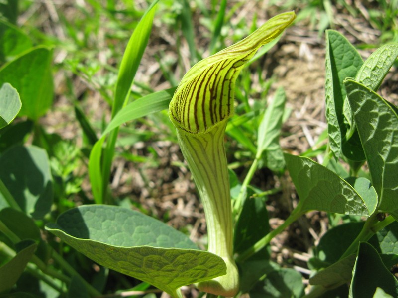 Aristolochia fontanesii photo 5