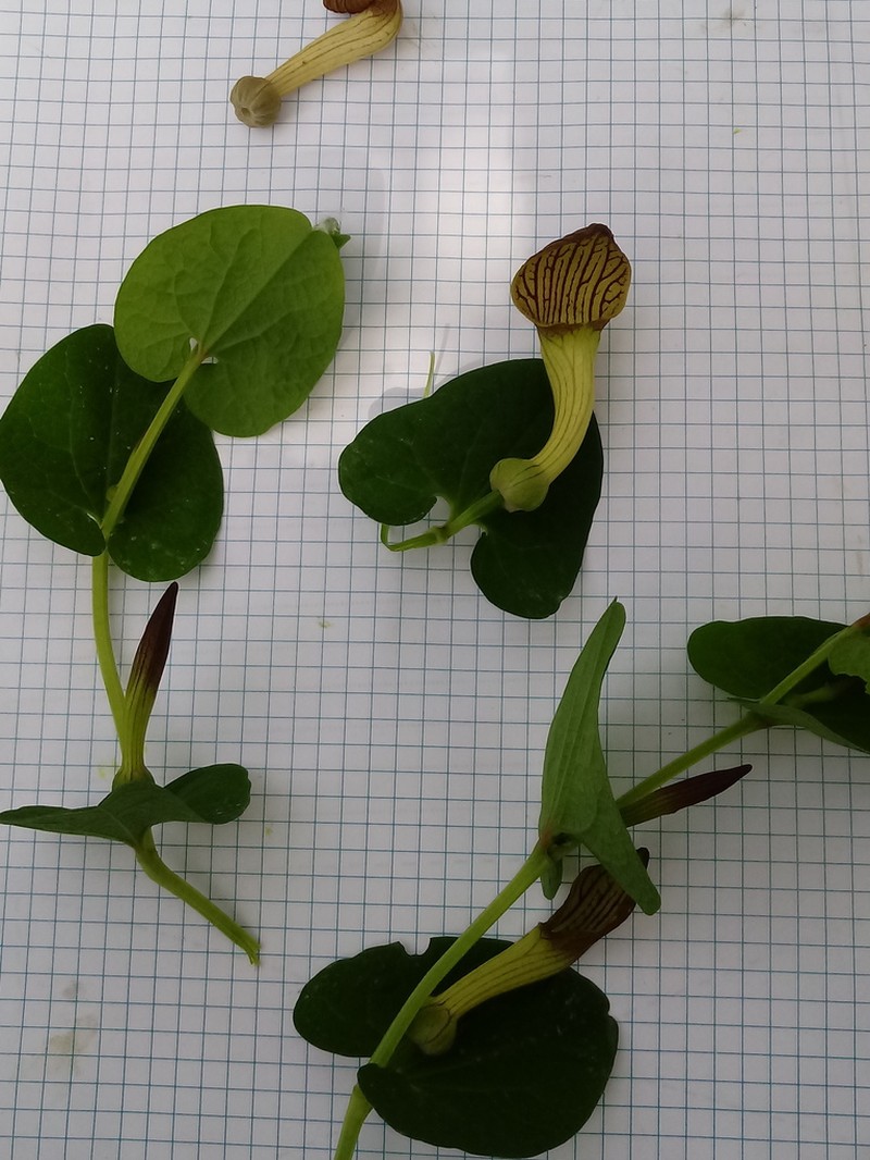 Aristolochia fontanesii photo 6