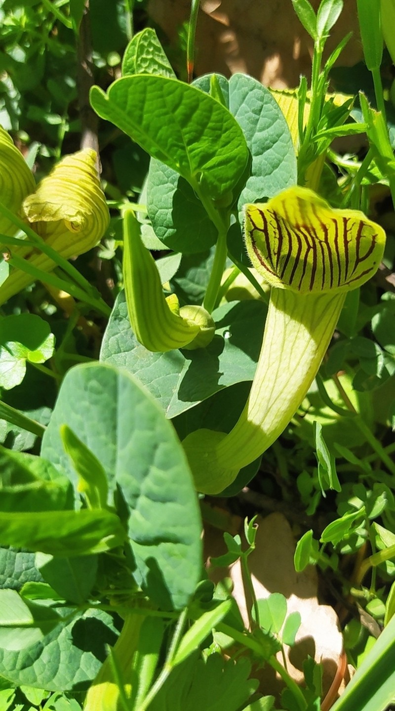 Aristolochia fontanesii photo 8