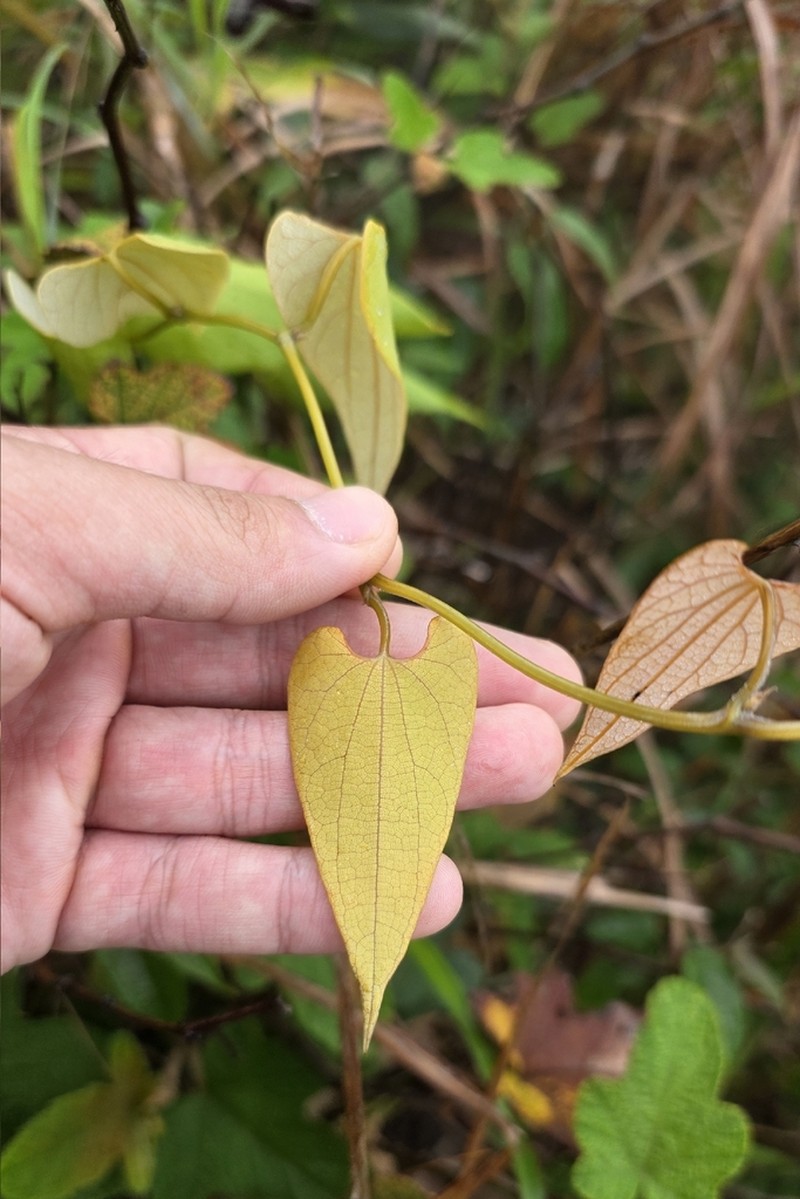 Aristolochia fordiana