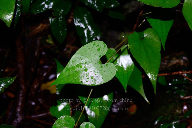 Aristolochia fordiana photo 2