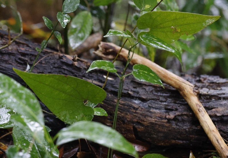Aristolochia fordiana photo 4