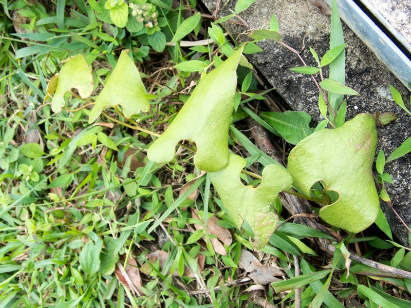 Aristolochia fordiana photo 5