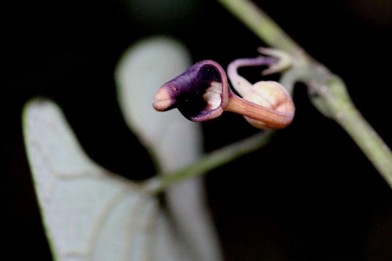 Aristolochia fordiana photo 6
