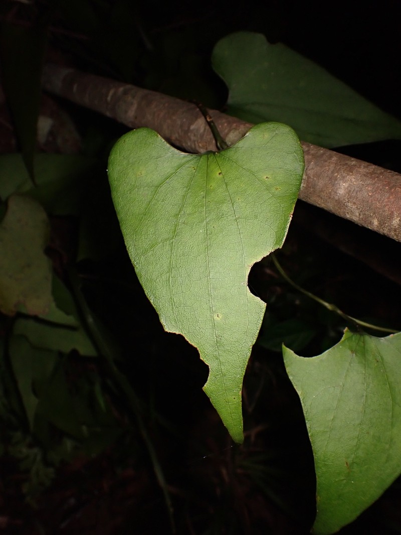 Aristolochia fordiana photo 7
