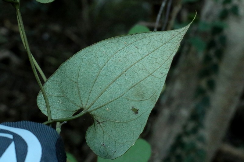 Aristolochia fordiana photo 8