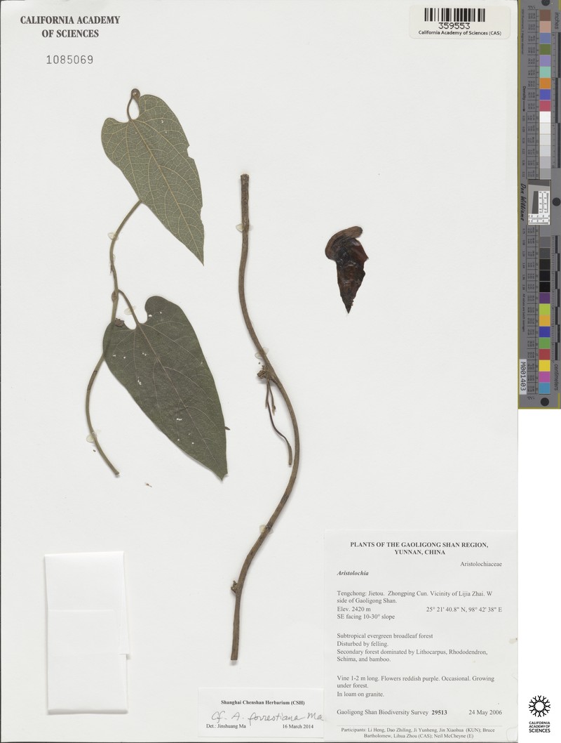 Aristolochia forrestiana