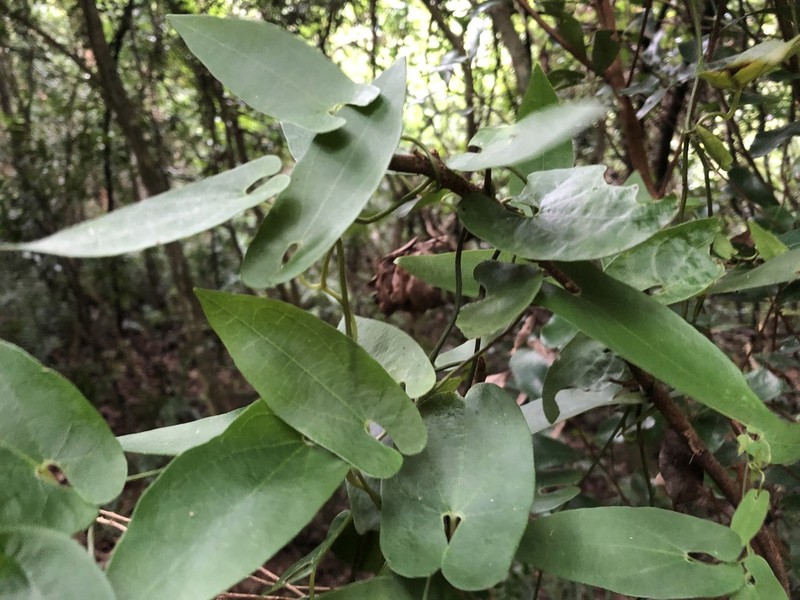 Aristolochia foveolata