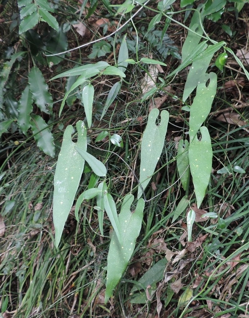 Aristolochia foveolata photo 2